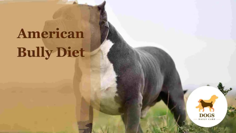 American Bully Diet – All You Need To Know