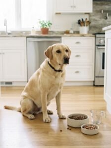 Labrador beside measured portions of wet and dry dog food