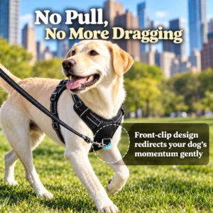 Dog wearing a black no-pull harness with a front clip during a walk
